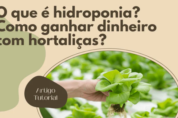 Hidroponia: Como ganhar dinheiro com hortaliças