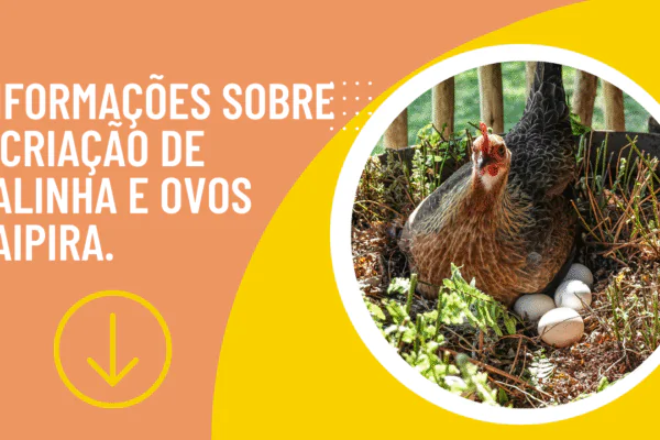 Informações sobre a Criação de Galinha e ovos caipira.