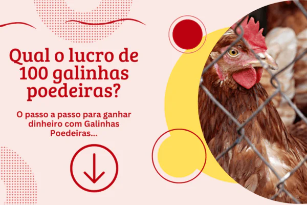 Qual o lucro de 100 galinhas poedeiras?