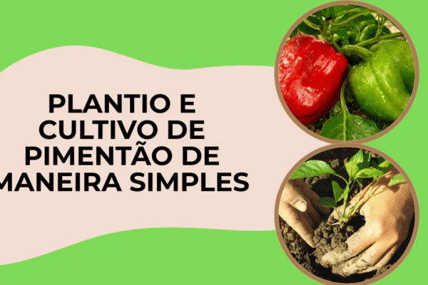 Plantio e Cultivo de Pimentão de maneira simples 