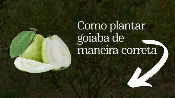 Como plantar goiaba de maneira correta
