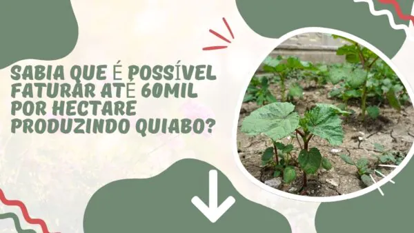 Gerando renda de até R$60mil com Quiabo. Saiba Mais