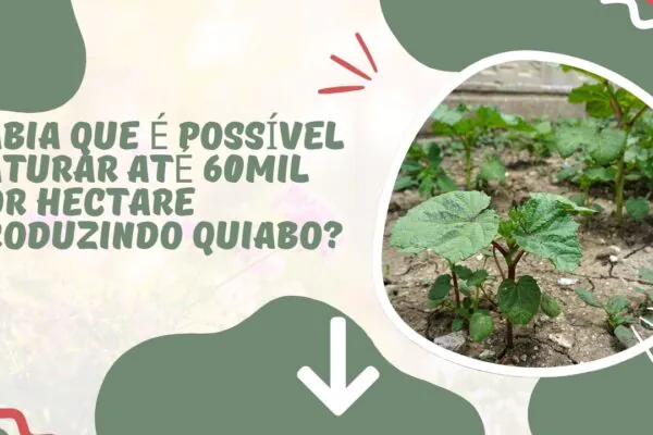 Gerando renda de até R$60mil com Quiabo. Saiba Mais