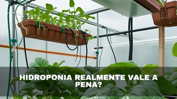 Hidroponia realmente vale a pena?