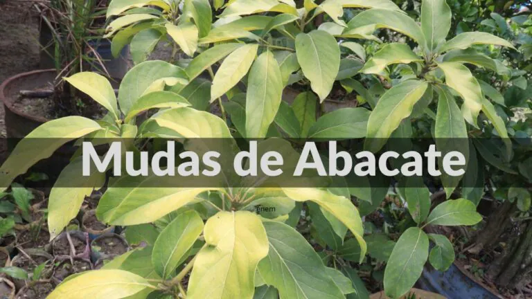 Sobre Mudas de Abacate