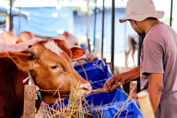 Criação de Gado Extensiva: Como Maximizar a Rentabilidade e Reduzir Custos