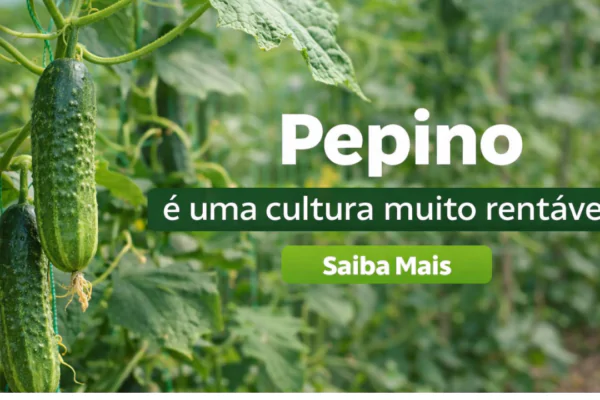 Pepino: como plantar, podar e colher pepino