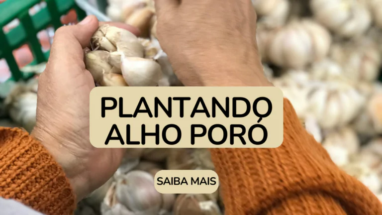 Imagem do artigo Como Plantar Alho-Poró Um Guia Passo a Passo