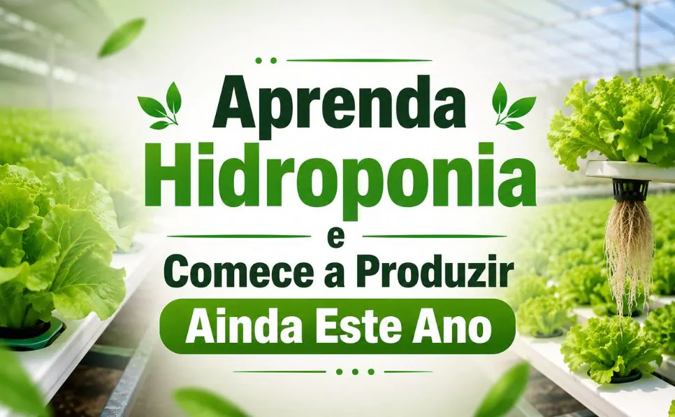 Imagem do artigo Alface hidropônica vale a pena investir Descubra como produzir, quanto custa e se dá dinheiro